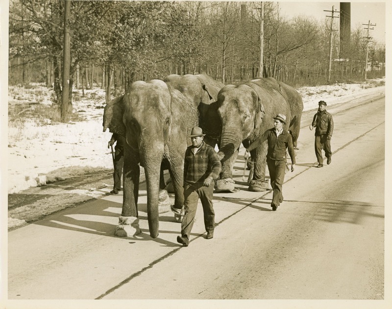 Elephants on Road on way to WF (FB Coll. 1-19).jpg