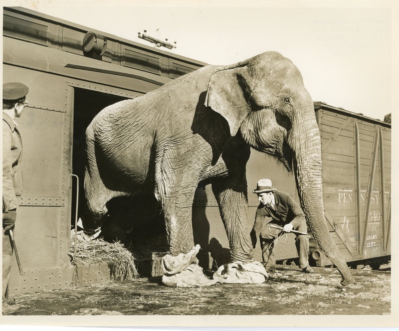 Elephant used in WF (FB Coll. 1-16).jpg