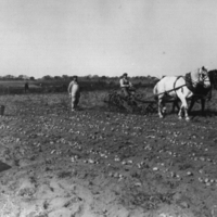 William Garner, Jr., potato field, pre 1922.jpg