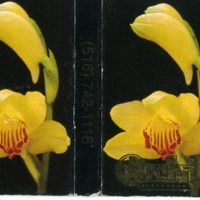 matchbook_orchids.jpg