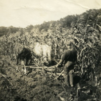 Unidentified worker plowing under corn at Rushmore Farms, c. Summer 1918.jpg