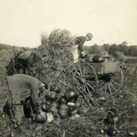 Leon A. Rushmore, Sr., loading pumpkins in a wagon, unidentified worker piling pumpkins, at Rushmore Farms, Oct. 1918.jpg