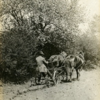 Leon A. Rushmore, Sr., on horse drawn corn cultivator in a field at Rushmore Farms, 1918 .jpg