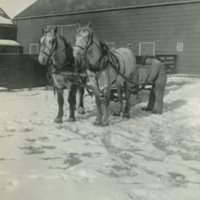 Unidentified man hitching a team of horses to a sleigh, c. Winter 1918.jpg