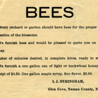 Advertisement for sale of bees for fertilization of blossoms, I.J. Stringham, Glen Cove, N.Y., June 1919.jpg