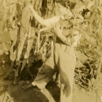 Leon A. Rushmore, Jr. picking corn at Rushmore Farms, 1916.jpg