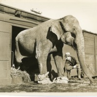 Elephant used in WF (FB Coll. 1-16).jpg