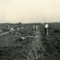 Workers in potato fields at Rushmore Farms, c.1910s.jpg