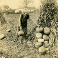 Unidentified worker piling up pumpkins in a field at Rushmore Farms, Oct. 1918.jpg